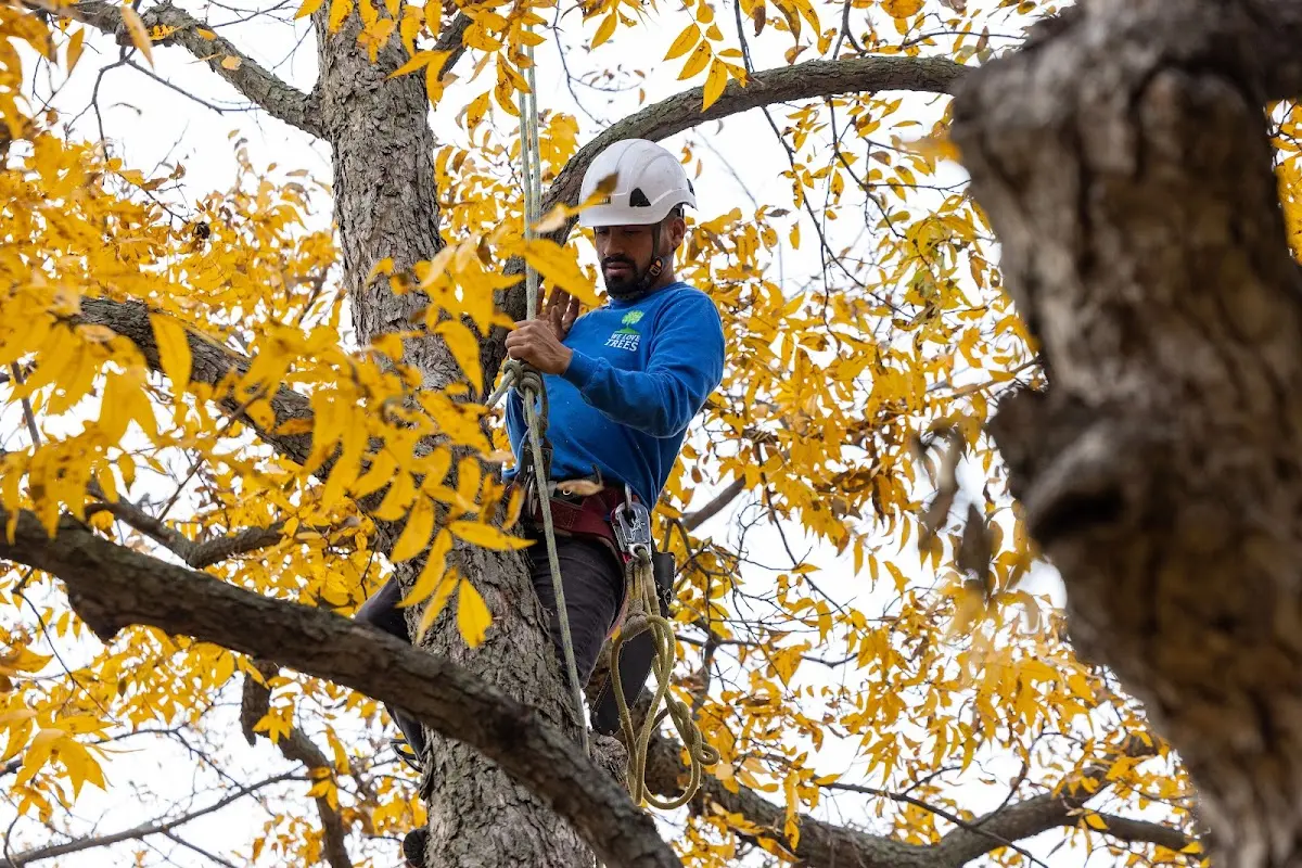 Skilled Tree Transplanting crew working in Cottageville